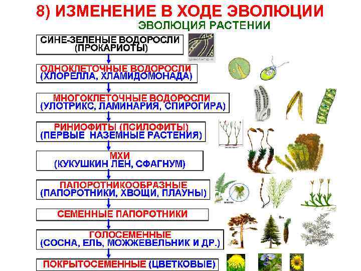 8) ИЗМЕНЕНИЕ В ХОДЕ ЭВОЛЮЦИИ 
