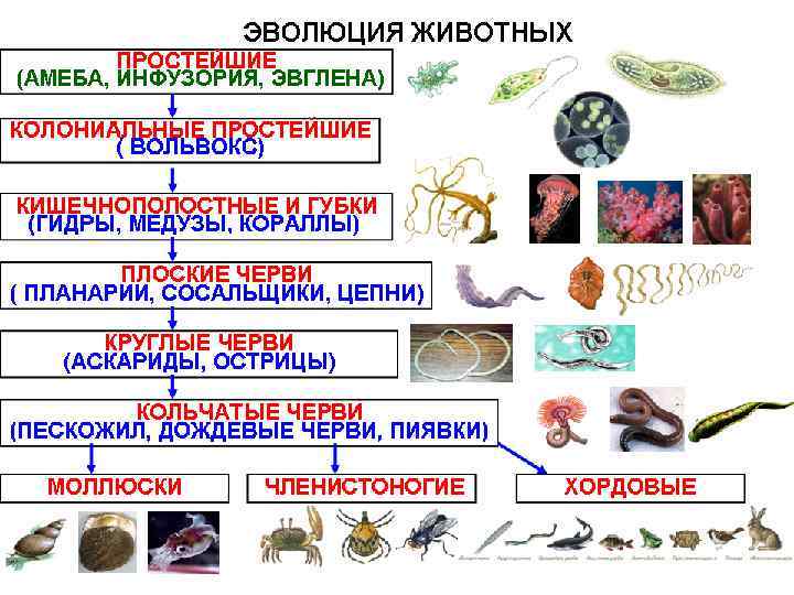 Живая презентация онлайн