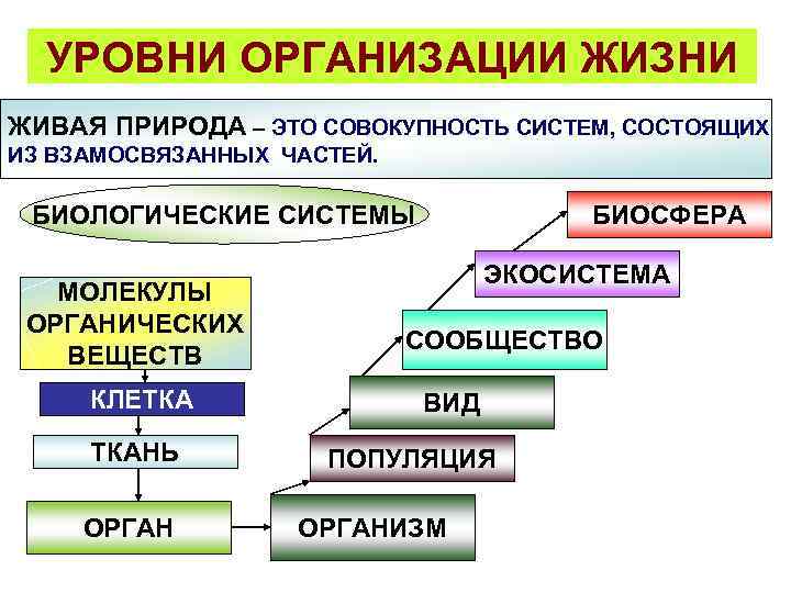 Уровни организации природы. Природная МЕГАСИСТЕМА состоит из. Считал, что признаки живых организмов изначально целесообразны.