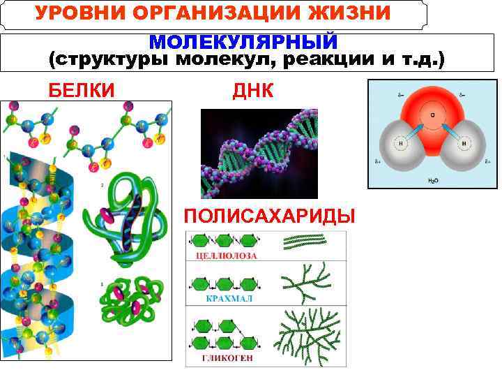 Уровни организации кровь. Молекулярно-генетический уровень организации живой материи. Уровни организации живой природы молекулярно генетический. Молекулярный уровень организации жизни. Уровни организации.