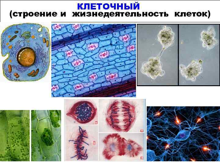 КЛЕТОЧНЫЙ (строение и жизнедеятельность клеток) 
