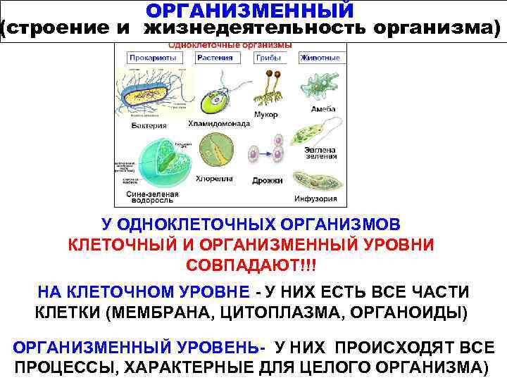 Организменные бактерии
