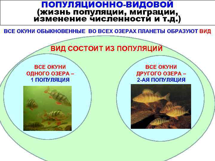 Популяционно видовой уровень общая характеристика виды и популяции 11 класс презентация