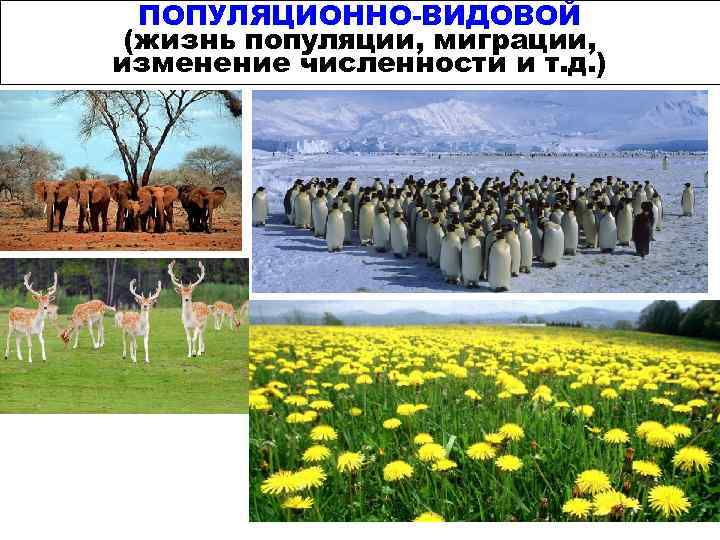ПОПУЛЯЦИОННО-ВИДОВОЙ (жизнь популяции, миграции, изменение численности и т. д. ) 