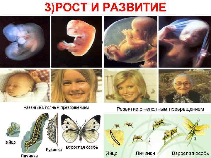 3)РОСТ И РАЗВИТИЕ 