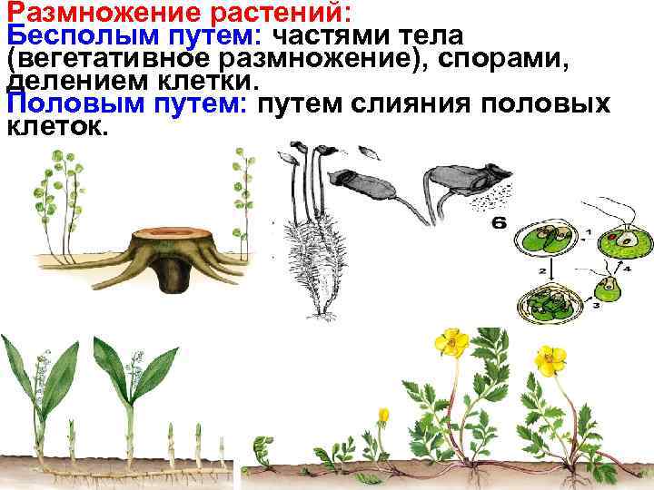 Размножение растений: Бесполым путем: частями тела (вегетативное размножение), спорами, делением клетки. Половым путем: путем