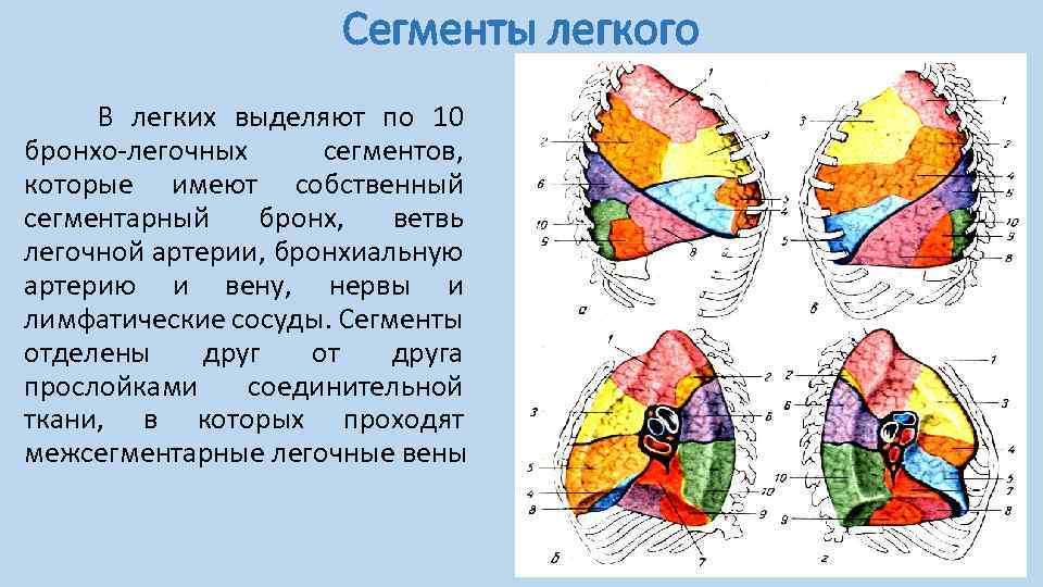 Сегменты легкого картинка