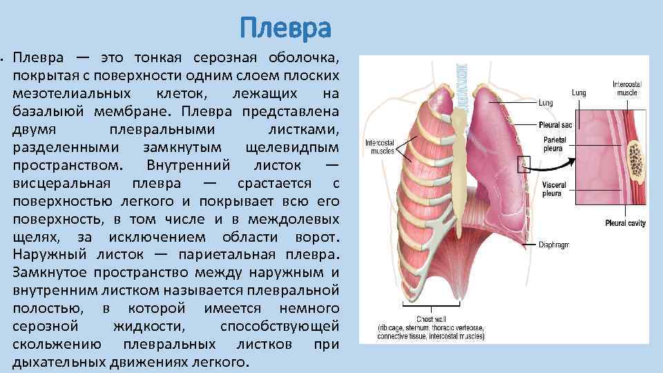 Плевра • Плевра — это тонкая серозная оболочка, покрытая с поверхности одним слоем плоских