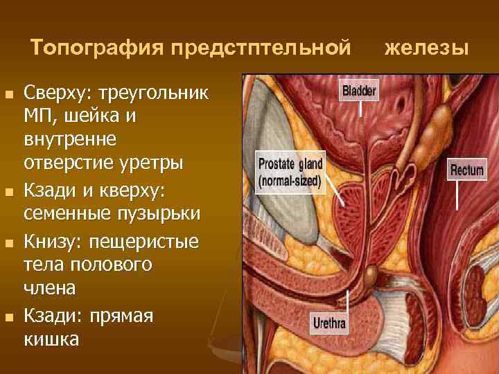 Топография предстптельной n n Сверху: треугольник МП, шейка и внутренне отверстие уретры Кзади и