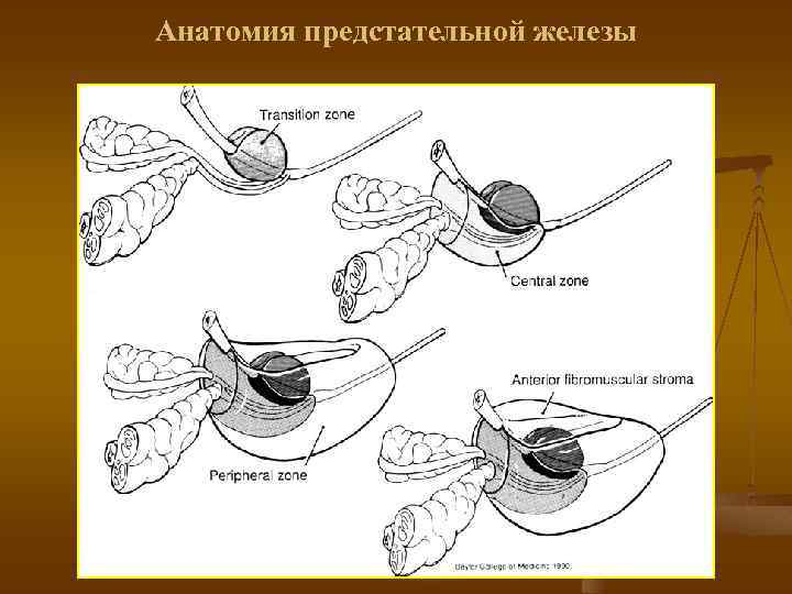 Анатомия предстательной железы 