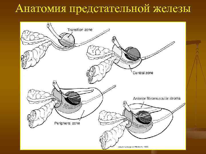 Анатомия предстательной железы 