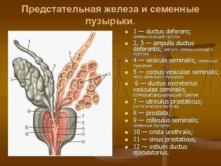 Отверстие уретры у мужчин фото