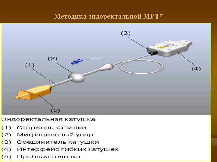 Методика эндоректальной МРТ* 1 2) tse. Т 1 аскиально (3 мм); 3) tse. Т