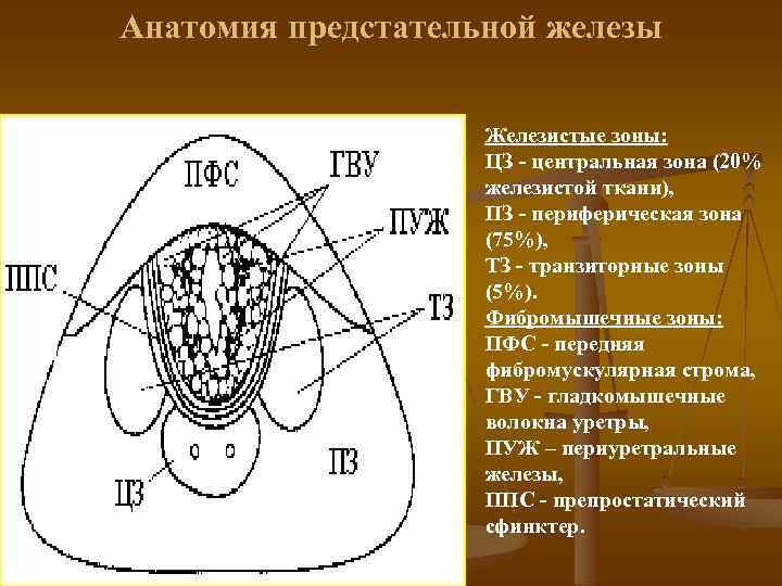 Анатомия предстательной железы Железистые зоны: ЦЗ - центральная зона (20% железистой ткани), ПЗ -