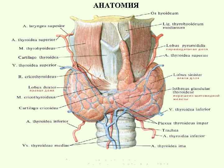 АНАТОМИЯ 
