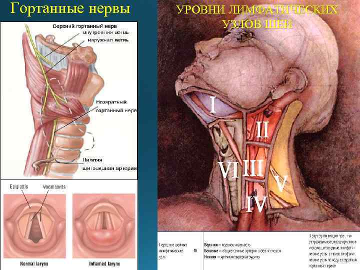 Гортанные нервы УРОВНИ ЛИМФАТИЧЕСКИХ УЗЛОВ ШЕИ 
