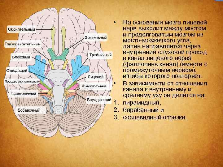  • На основании мозга лицевой нерв выходит между мостом и продолговатым мозгом из