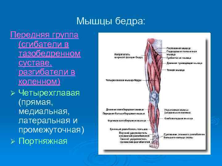 Мышцы бедра: Передняя группа (сгибатели в тазобедренном суставе, разгибатели в коленном) Ø Четырехглавая (прямая,