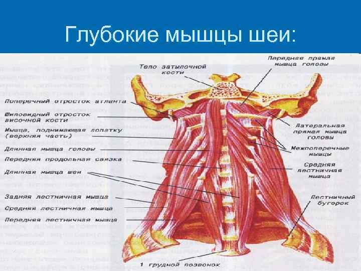 Глубокие мышцы шеи: 
