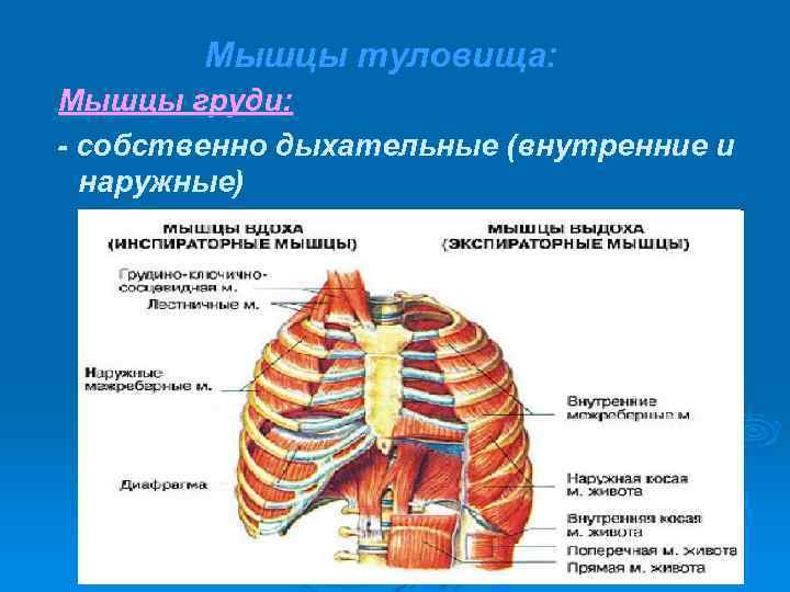 Мышцы туловища: Мышцы груди: - собственно дыхательные (внутренние и наружные) 