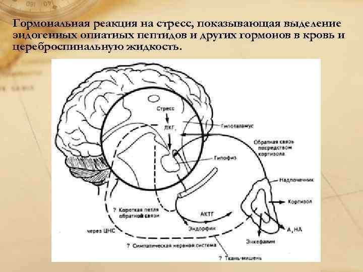 Гормональная реакция на стресс, показывающая выделение эндогенных опиатных пептидов и других гормонов в кровь