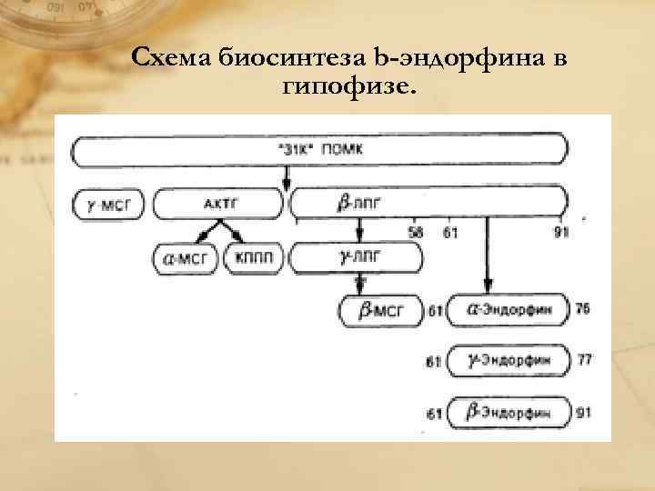 Схема биосинтеза b-эндорфина в гипофизе. 