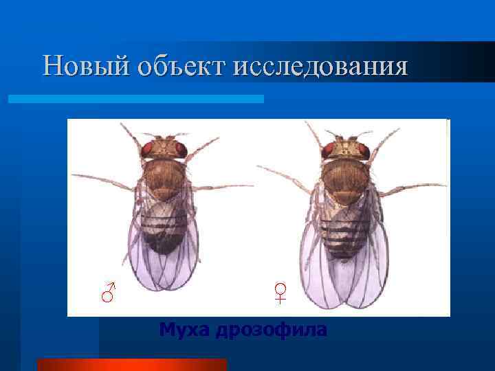 Новый объект исследования ♂ ♀ Муха дрозофила 