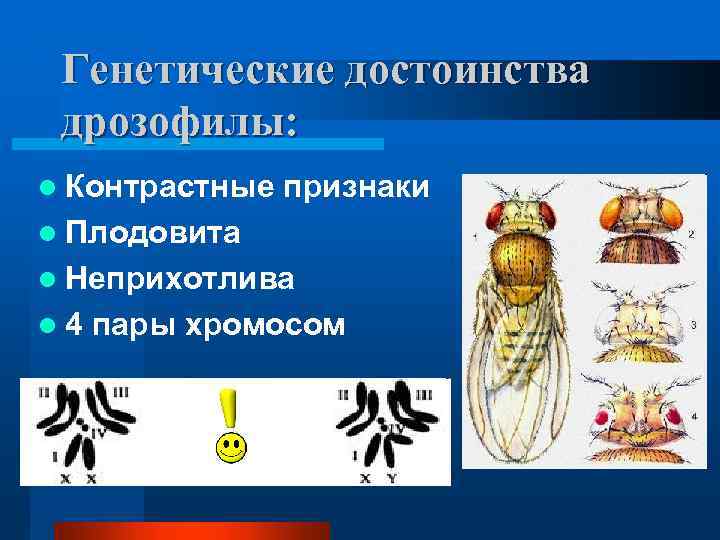 Генетические достоинства дрозофилы: l Контрастные признаки l Плодовита l Неприхотлива l 4 пары хромосом