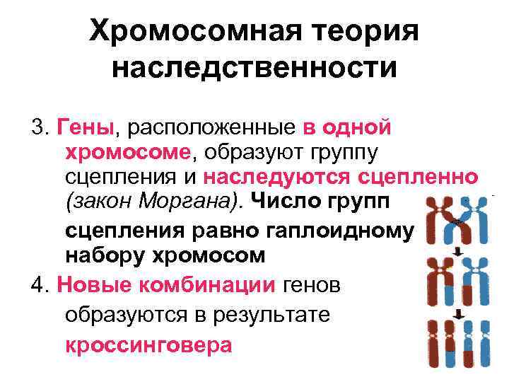 Хромосомная теория наследственности 3. Гены, расположенные в одной хромосоме, образуют группу сцепления и наследуются