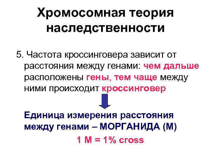 Хромосомная теория наследственности 5. Частота кроссинговера зависит от расстояния между генами: чем дальше расположены