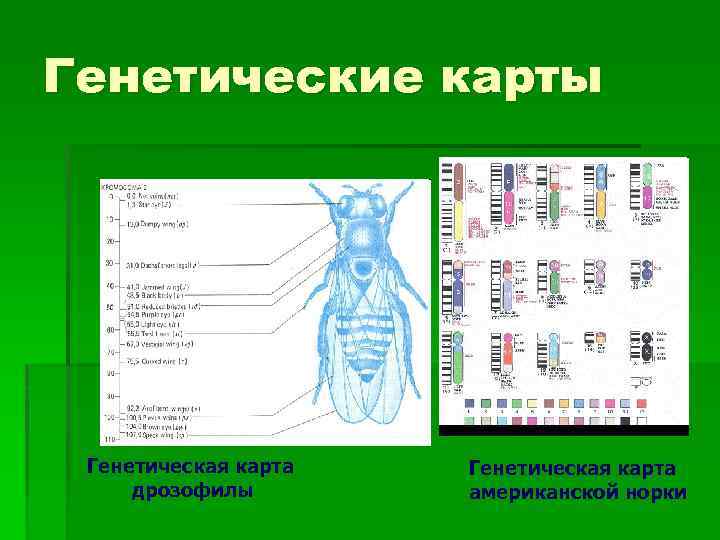 Генетические карты Генетическая карта дрозофилы Генетическая карта американской норки 