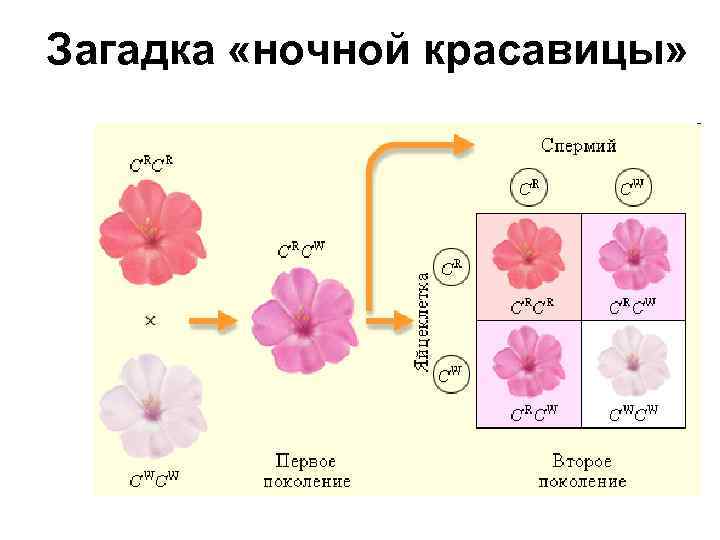Загадка «ночной красавицы» 