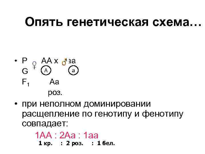 Опять генетическая схема… • Р G F 1 АА х аа A a Aa