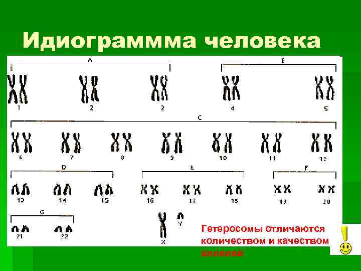 Идиограммма человека Гетеросомы отличаются количеством и качеством аллелей 