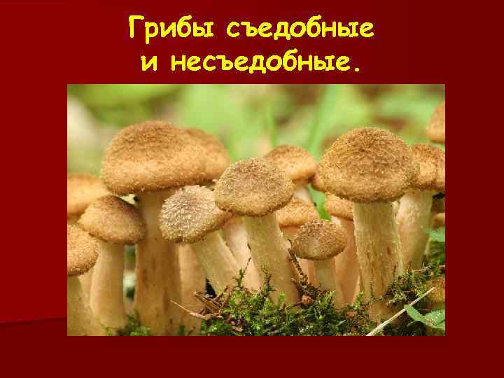 Грибы съедобные и несъедобные. 