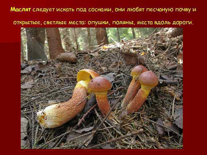 Маслят следует искать под соснами, они любят песчаную почву и открытые, светлые места: опушки,