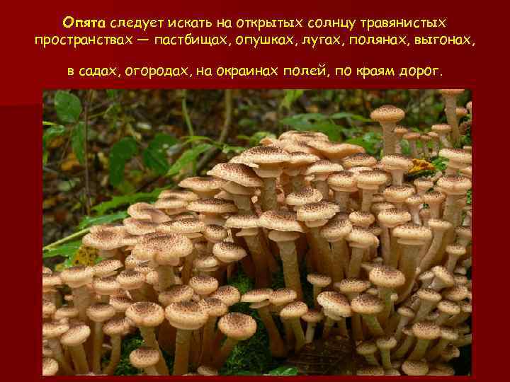 Опята следует искать на открытых солнцу травянистых пространствах — пастбищах, опушках, лугах, полянах, выгонах,