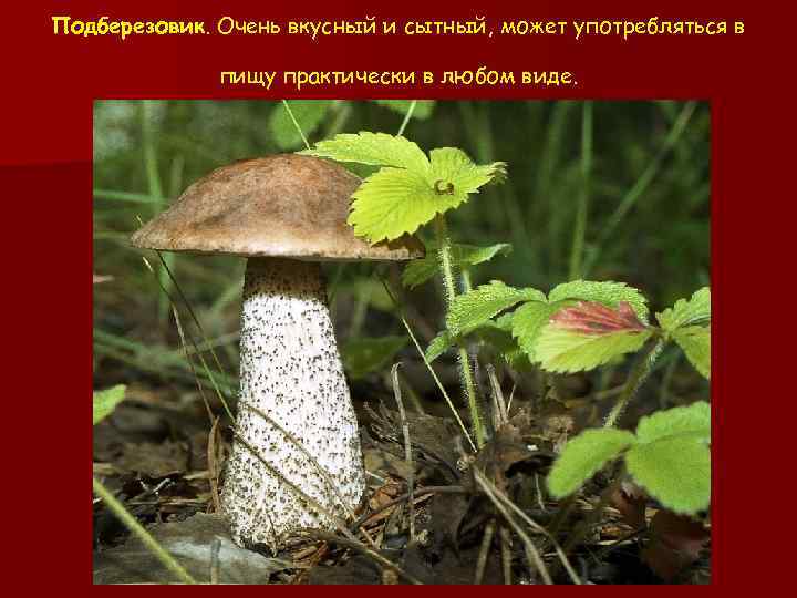 Подберезовик. Очень вкусный и сытный, может употребляться в пищу практически в любом виде. 