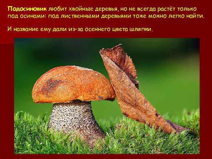 Подосиновик любит хвойные деревья, но не всегда растёт только под осинами: под лиственными деревьями