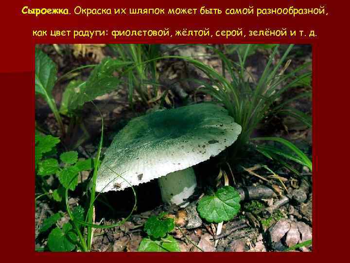 Сыроежка. Окраска их шляпок может быть самой разнообразной, как цвет радуги: фиолетовой, жёлтой, серой,