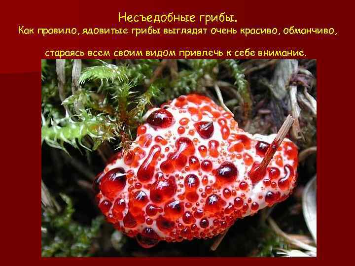 Несъедобные грибы. Как правило, ядовитые грибы выглядят очень красиво, обманчиво, стараясь всем своим видом