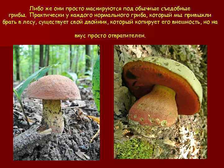 Либо же они просто маскируются под обычные съедобные грибы. Практически у каждого нормального гриба,