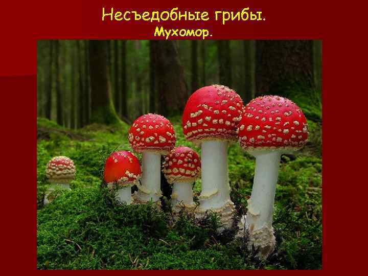 Несъедобные грибы. Мухомор. 
