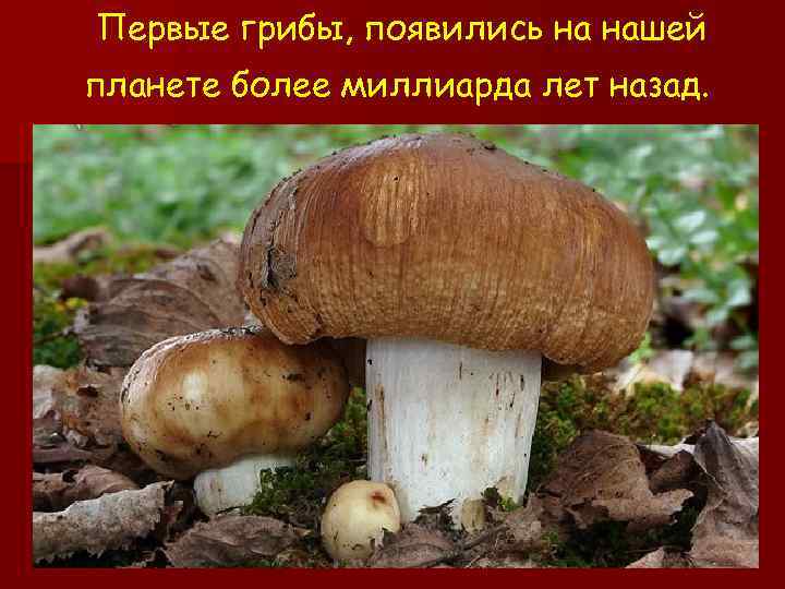 Первые грибы, появились на нашей планете более миллиарда лет назад. 