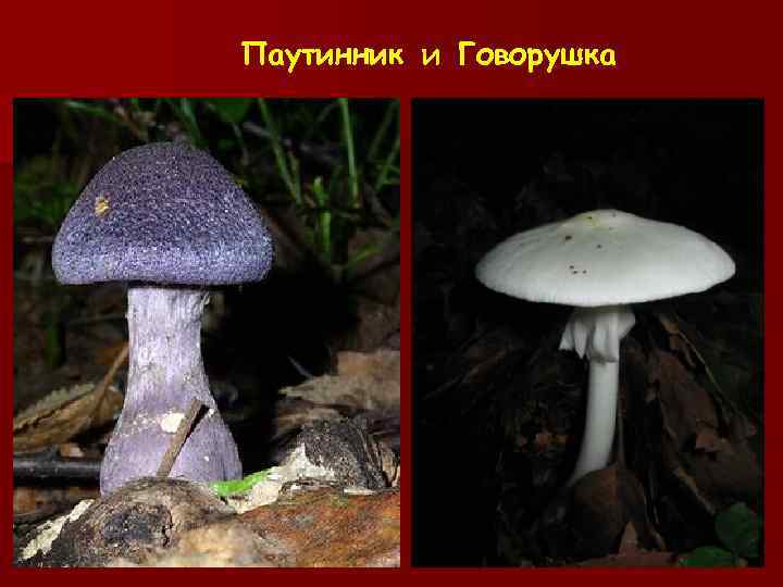  Паутинник и Говорушка 