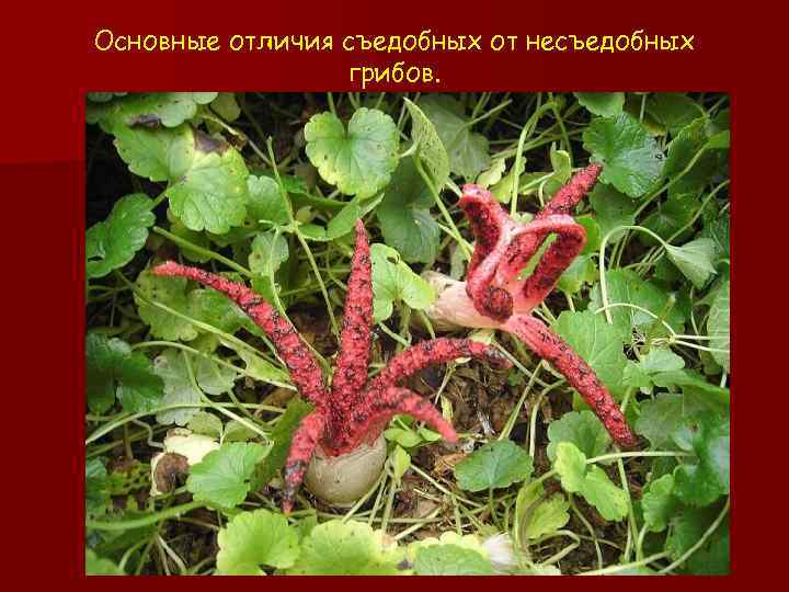 Основные отличия съедобных от несъедобных грибов. 