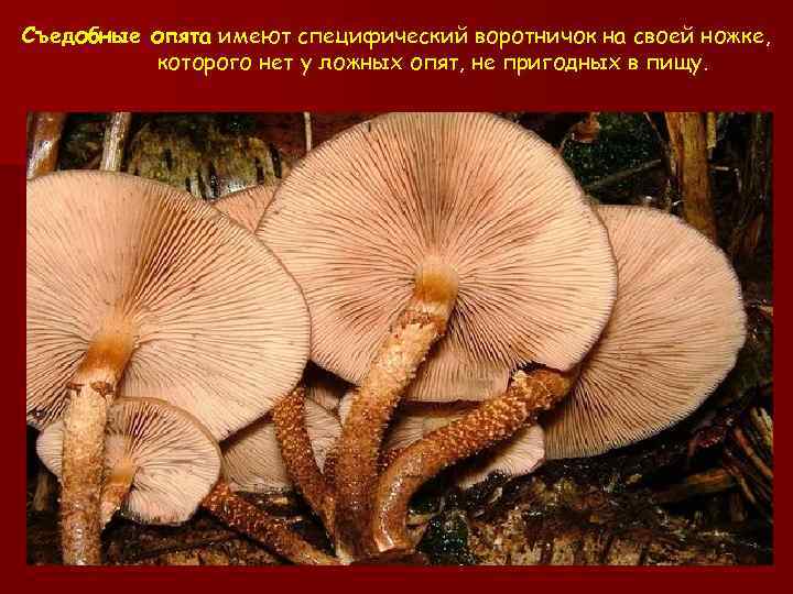 Съедобные опята имеют специфический воротничок на своей ножке, которого нет у ложных опят, не