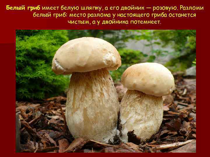 Белый гриб имеет белую шляпку, а его двойник — розовую. Разломи белый гриб: место
