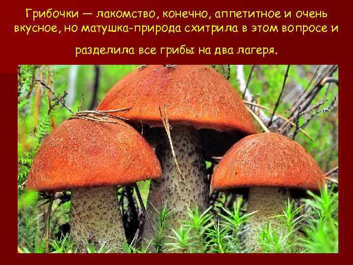 Грибочки — лакомство, конечно, аппетитное и очень вкусное, но матушка-природа схитрила в этом вопросе