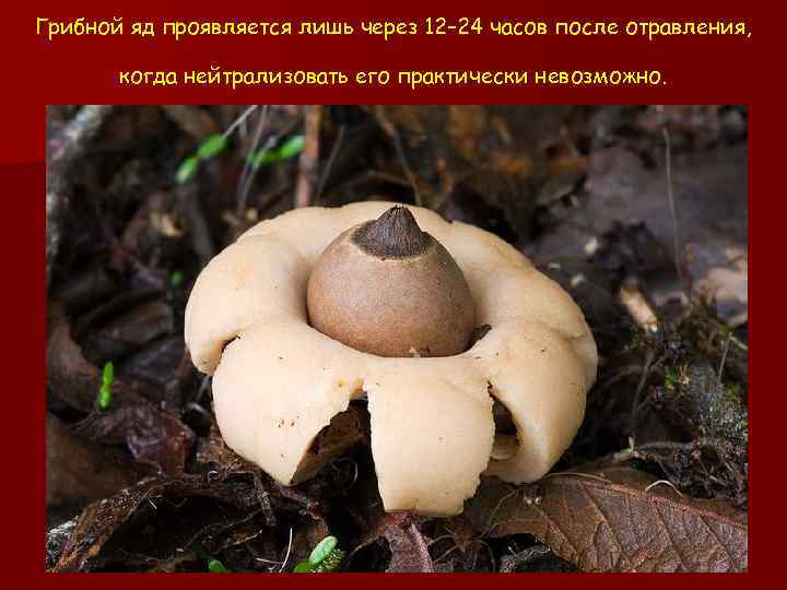 Грибной яд проявляется лишь через 12– 24 часов после отравления, когда нейтрализовать его практически